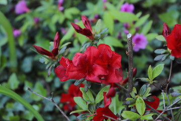 red flower bush
