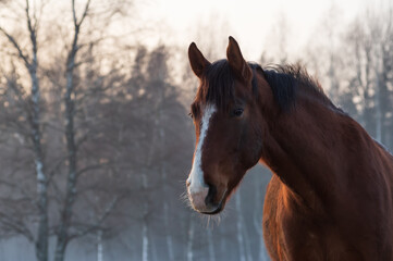 Portrait of beautiful chestnut horse with white blaze in rays of winter evening sunset. Forest in the background