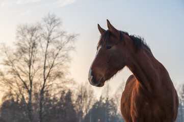 Portrait of beautiful chestnut horse with white blaze in rays of winter evening sunset. Forest in the background
