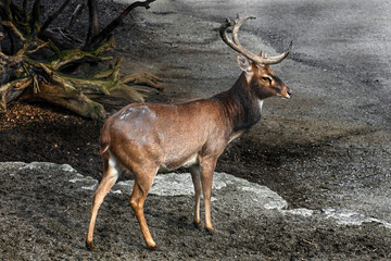 Eld`s deer also known as the thamin or brow-antlered deer. Latin name - Panolia eldii	