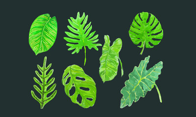 filodendron green  leaves on black  © Worachart