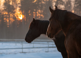 Closeup of two horses looking to the other horses in winter evening. Beautiful sunset behind the...
