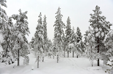 snow covered trees