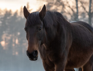 Obraz premium Portrait of beautiful bay horse in rays of winter evening sunset. Forest in the background