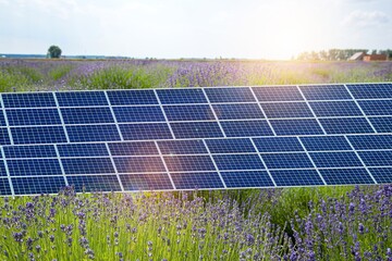 solar panels on a lavender field