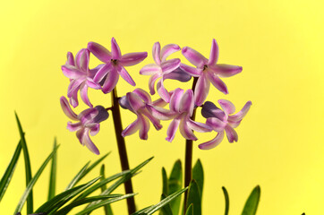 vivid image of spring flowers pink hyacinths on a yellow background