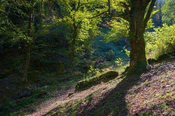 Delicate oblique light filters into the forest at the end of the day