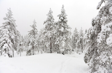 snow covered trees