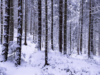 beautiful winter snowy landscape.