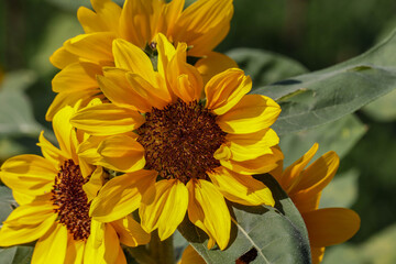 Sunflower natural background. Sunflower blooming. Close-up of sunflower.