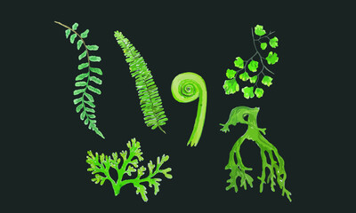 fern leaves hand drawn vector illustration on black background
