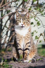 Naklejka na ściany i meble A beautiful stray cat sits in the bush and looks at the camera
