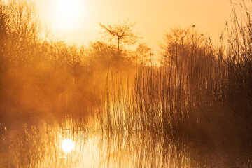 Fototapeta na wymiar Tranquil, foggy sunrise in a wetland in the Netherlands.
