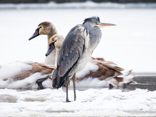 Gray heron
