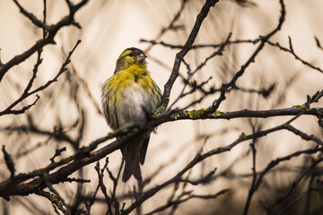 Fototapeta premium Selective focus photo. Siskin bird on tree. Spinus spinus.