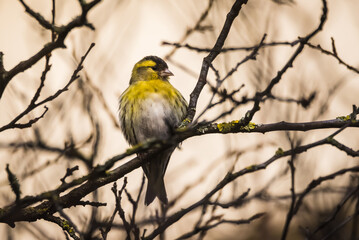 Fototapeta premium Selective focus photo. Siskin bird on tree. Spinus spinus.
