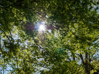 春の紅葉の木の木漏れ日
