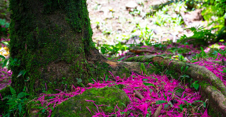 flowers in the forest