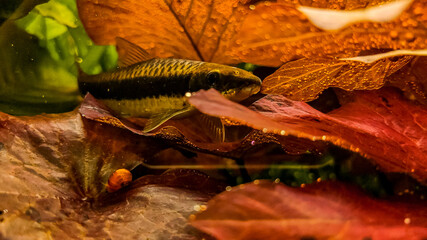 autumn leaves on the ground