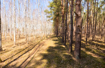 footpath in the forest