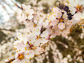 cherry tree blossom