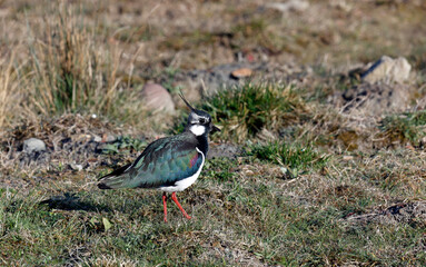 Lapwing on the moors