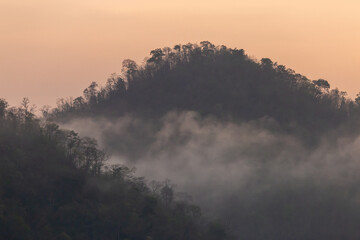 Forest, trees on the mountain with a thin mist in the morning, caused by rain at night. Summer...