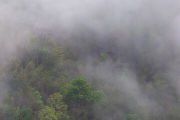 Forest, trees on the mountain with a thin mist in the morning, caused by rain at night. Summer forest in Thailand after a summer storm But makes good air Remove dust and smoke caused by forest fires.
