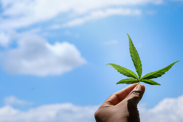 Hand holding cannabis leaves 5 lobes Bright sky background