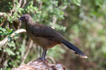Chachalaca Bird