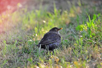 common blackbird on a grass