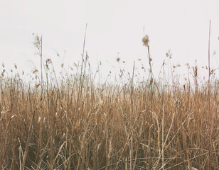 Beautiful background from lots of  reeds