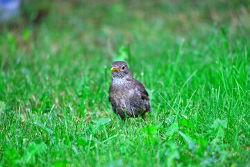 common blackbird on a grass