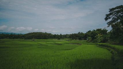 Paddy field view.