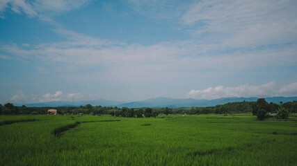 Paddy field view.