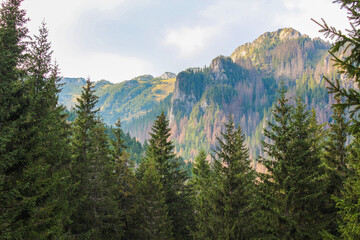 Obraz premium Beautiful forrest landscape. European green mountains