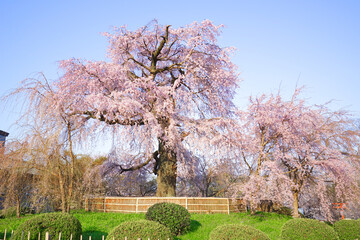 Weeping Cherry Tree at Maruyama-Park, Kyoto City, Kyoto Pref., Japan