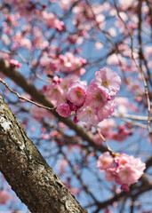 Cherry blossom in the spring of 2021 at Kungstragarden, Stockholm.
