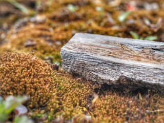 moss on the stone