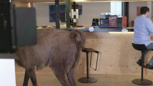 Llama walking past two businessmen sitting in a company cafeteria.
