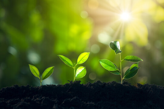 Economic growth, Tree Plant Growing In Sunlight Three Steps, Financial growth or of saving money and increasing finances concept