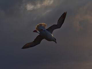 Closeup low angle view of single flying northern fulmar bird (fulmarus glacialis) with spread white colored wings in the evening light at sunset in southern Iceland. Focus on center of bird.
