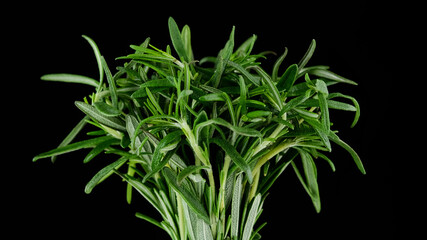 rosemary. sprigs of fresh green rosemary on black background