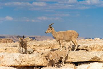 Capra ibex nubiana, Nubian Ibexes family near Mitzpe Ramon. High quality photo