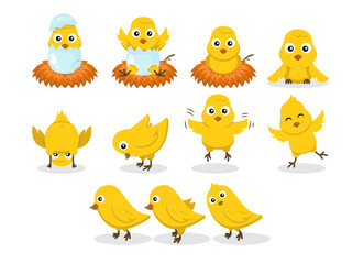Set of chicks baby chicken character design illustration