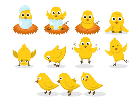 Set of chicks baby chicken character design illustration