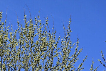Blooming branches of a yellow willow against a blue spring sky on a sunny day. Palm Sunday. Space for text