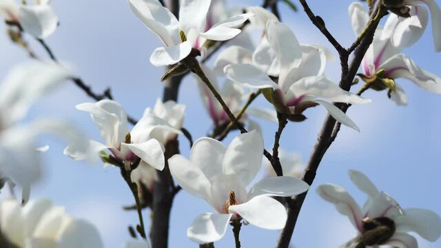 4k closeup view video footage of beautiful fesh white spring magnolia flowers blooming outdoors in sunny city park. Flowers swaying in blowing wind, buds isolated on blurry green grass background