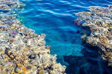 Coral reef in blue water of Red Sea
