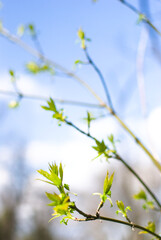 A detailed image of the first blossoming leaves and inflorescences against a blurred bokeh-style background of the azure sky.